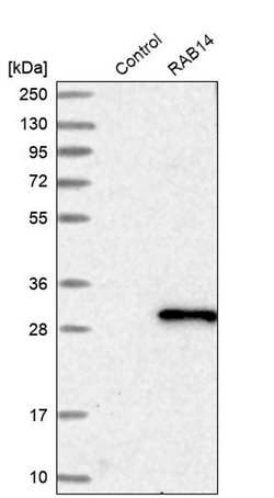 Invitrogen RAB14 Polyclonal Antibody 100 &mu;L; Unconjugated:Antibodies,