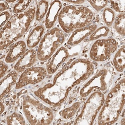 Invitrogen ARHGEF10L Polyclonal Antibody 100 &mu;L; Unconjugated:Antibodies,