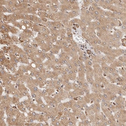 Invitrogen ARHGEF10L Polyclonal Antibody 100 &mu;L; Unconjugated:Antibodies,