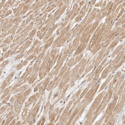 Invitrogen ARHGEF10L Polyclonal Antibody 100 &mu;L; Unconjugated:Antibodies,