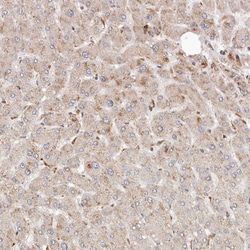 Invitrogen ARHGEF10L Polyclonal Antibody 100 &mu;L; Unconjugated:Antibodies,