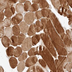 Invitrogen ARHGEF10L Polyclonal Antibody 100 &mu;L; Unconjugated:Antibodies,