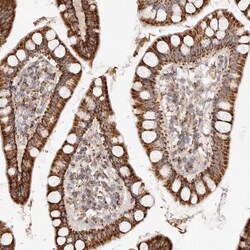 Invitrogen ARHGEF10L Polyclonal Antibody 100 &mu;L; Unconjugated:Antibodies,