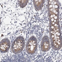 Invitrogen AGMAT Polyclonal Antibody 100 &mu;L; Unconjugated:Antibodies,