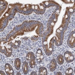 Invitrogen AGMAT Polyclonal Antibody 100 &mu;L; Unconjugated:Antibodies,