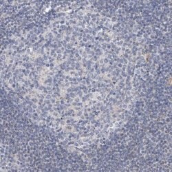 Invitrogen AGMAT Polyclonal Antibody 100 &mu;L; Unconjugated:Antibodies,