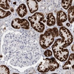 Invitrogen AGMAT Polyclonal Antibody 100 &mu;L; Unconjugated:Antibodies,