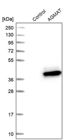 Invitrogen AGMAT Polyclonal Antibody 100 &mu;L; Unconjugated:Antibodies,