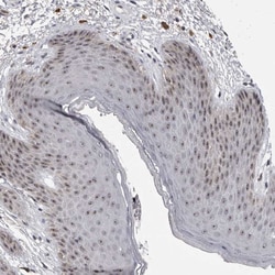 Invitrogen MRTO4 Polyclonal Antibody 100 &mu;L; Unconjugated:Antibodies,