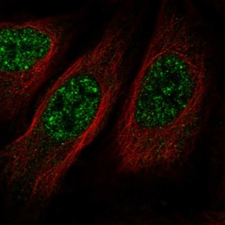 Invitrogen BIKE Polyclonal Antibody 100 &mu;L; Unconjugated:Antibodies,