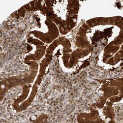 Invitrogen BIKE Polyclonal Antibody 100 &mu;L; Unconjugated:Antibodies,