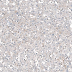 Invitrogen TCAP Polyclonal Antibody 100 &mu;L; Unconjugated:Antibodies,