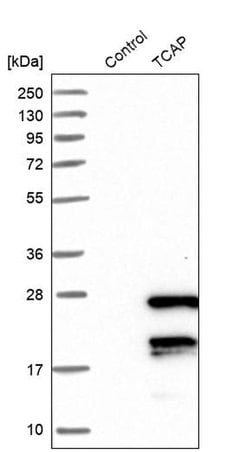 Invitrogen TCAP Polyclonal Antibody 100 &mu;L; Unconjugated:Antibodies,