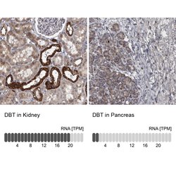 Invitrogen DBT Polyclonal Antibody 100 &mu;L; Unconjugated:Antibodies,
