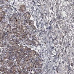 Invitrogen DBT Polyclonal Antibody 100 &mu;L; Unconjugated:Antibodies,