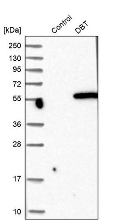 Invitrogen DBT Polyclonal Antibody 100 &mu;L; Unconjugated:Antibodies,
