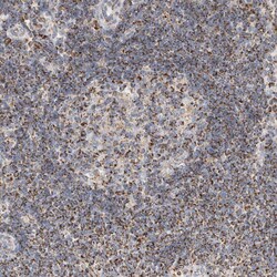 Invitrogen C1QBP Polyclonal Antibody 100 &mu;L; Unconjugated:Antibodies,