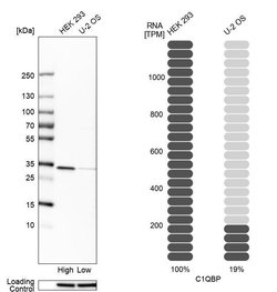 Invitrogen C1QBP Polyclonal Antibody 100 &mu;L; Unconjugated:Antibodies,