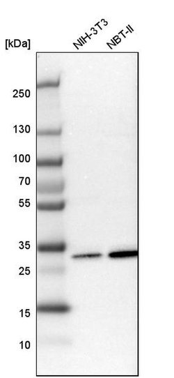 Invitrogen C1QBP Polyclonal Antibody 100 &mu;L; Unconjugated:Antibodies,