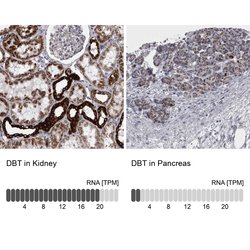 Invitrogen DBT Polyclonal Antibody 100 &mu;L; Unconjugated:Antibodies,