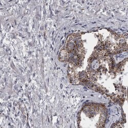 Invitrogen DBT Polyclonal Antibody 100 &mu;L; Unconjugated:Antibodies,