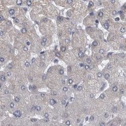 Invitrogen DBT Polyclonal Antibody 100 &mu;L; Unconjugated:Antibodies,