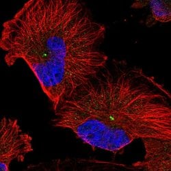 Invitrogen FAM82B Polyclonal Antibody 100 &mu;L; Unconjugated:Antibodies,