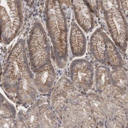 Invitrogen FAM82B Polyclonal Antibody 100 &mu;L; Unconjugated:Antibodies,