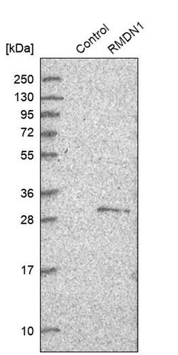 Invitrogen FAM82B Polyclonal Antibody 100 &mu;L; Unconjugated:Antibodies,