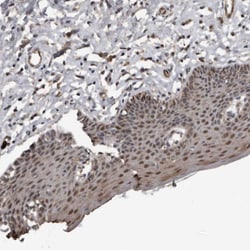 Invitrogen FSBP Polyclonal Antibody 100 &mu;L; Unconjugated:Antibodies,