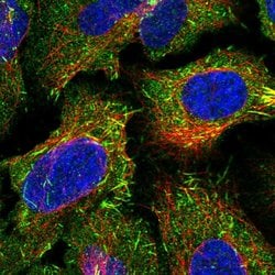Invitrogen CAMSAP2 Polyclonal Antibody 100 &mu;L; Unconjugated:Antibodies,