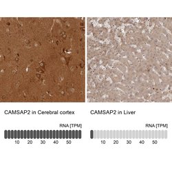 Invitrogen CAMSAP2 Polyclonal Antibody 100 &mu;L; Unconjugated:Antibodies,
