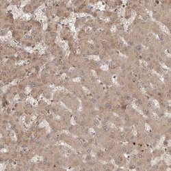 Invitrogen CAMSAP2 Polyclonal Antibody 100 &mu;L; Unconjugated:Antibodies,