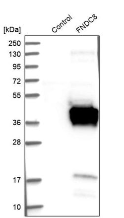 Invitrogen FNDC8 Polyclonal Antibody 100 &mu;L; Unconjugated:Antibodies,