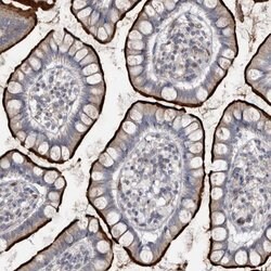 Invitrogen OPLAH Polyclonal Antibody 100 &mu;L; Unconjugated:Antibodies,