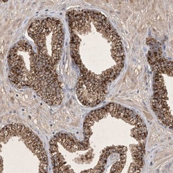 Invitrogen FAM221B Polyclonal Antibody 100 &mu;L; Unconjugated:Antibodies,