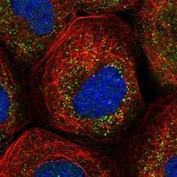 Invitrogen RABGGTB Polyclonal Antibody 100 &mu;L; Unconjugated:Antibodies,