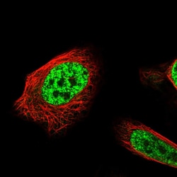Invitrogen API5 Polyclonal Antibody 100 &mu;L; Unconjugated:Antibodies,