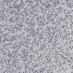 Invitrogen API5 Polyclonal Antibody 100 &mu;L; Unconjugated:Antibodies,