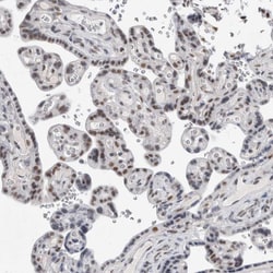Invitrogen API5 Polyclonal Antibody 100 &mu;L; Unconjugated:Antibodies,