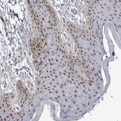 Invitrogen API5 Polyclonal Antibody 100 &mu;L; Unconjugated:Antibodies,