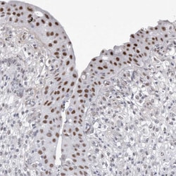 Invitrogen API5 Polyclonal Antibody 100 &mu;L; Unconjugated:Antibodies,