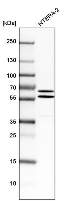 Invitrogen API5 Polyclonal Antibody 100 &mu;L; Unconjugated:Antibodies,