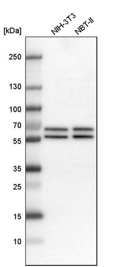 Invitrogen API5 Polyclonal Antibody 100 &mu;L; Unconjugated:Antibodies,