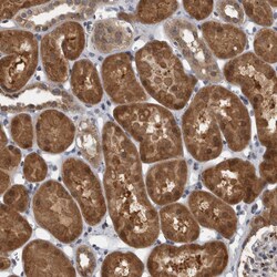 LMAN2L Polyclonal Antibody:Antibodies, Polyclonal