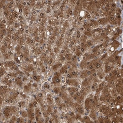 LMAN2L Polyclonal Antibody:Antibodies, Polyclonal