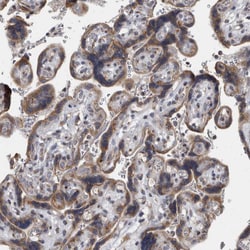 LMAN2L Polyclonal Antibody:Antibodies, Polyclonal