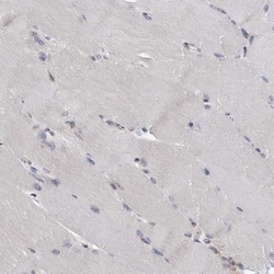 LMAN2L Polyclonal Antibody:Antibodies, Polyclonal