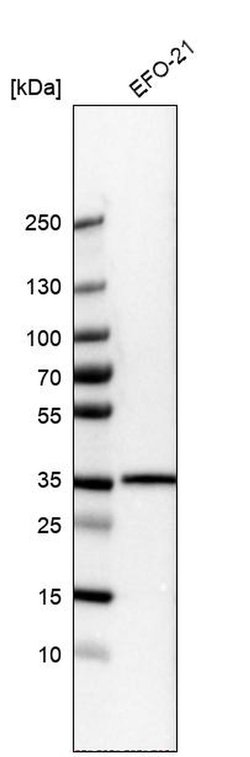 LMAN2L Polyclonal Antibody:Antibodies, Polyclonal