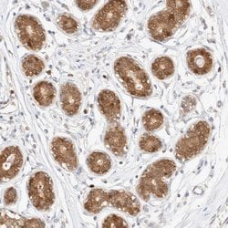 Invitrogen STARD10 Polyclonal Antibody 100 &mu;L; Unconjugated:Antibodies,